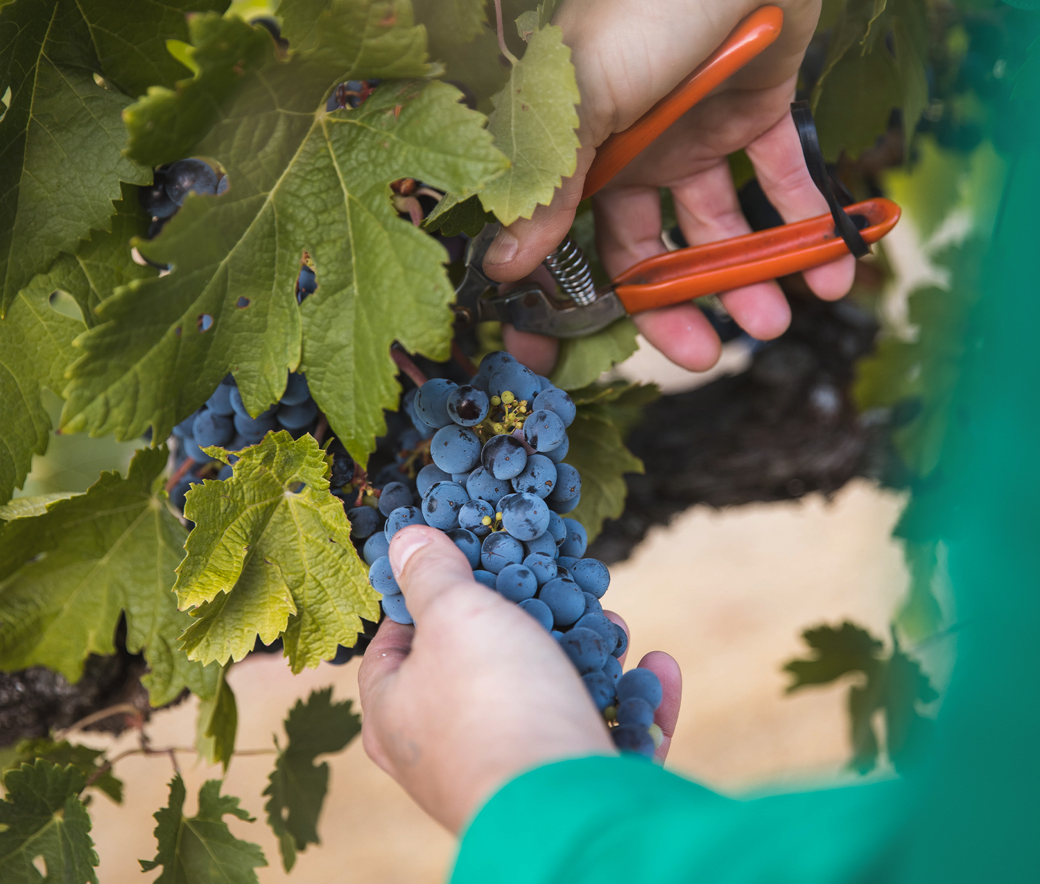Your Guide to Merlot – Smithbrook Wines