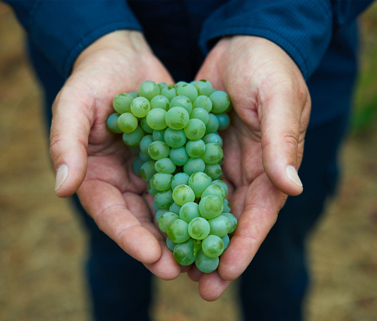 Highly Reviewed in the Ray Jordan WA Wine Review 2024 Smithbrook Wines